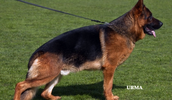 Dragos von der Ostfriesischen Thingstätte