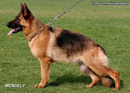 Clea vom Konigsadler 