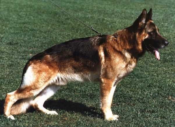 Wobo vom Larchenhain