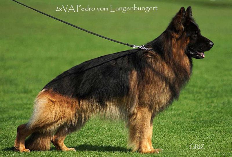 Pedro vom Langenbungert