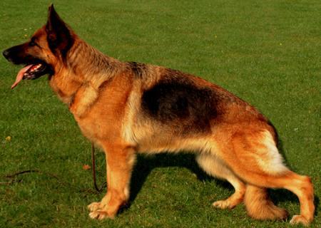 Saskia vom Altenberger Land