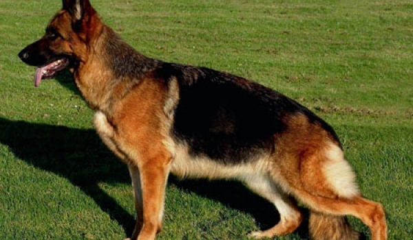 Nannila von der Freiheit Westerholt