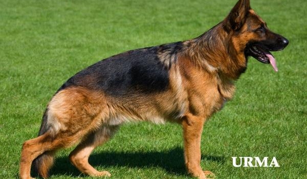 Cliffo vom Dobelner Land