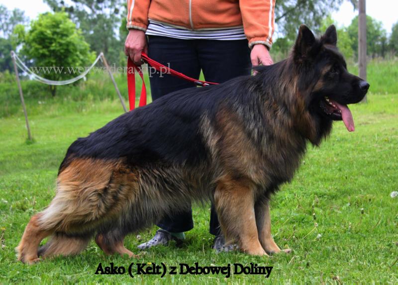 Asko z Debowej Doliny