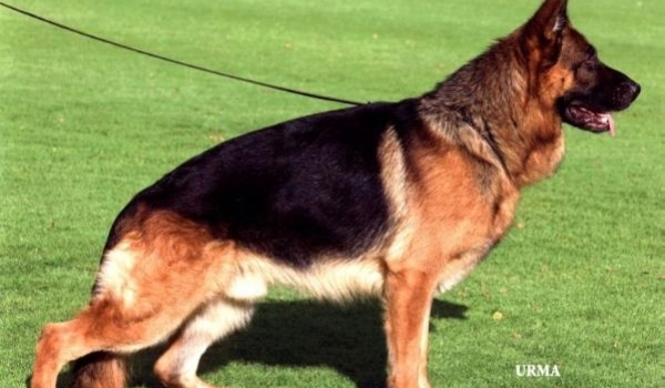 Lauser vom Emkendorfer Park