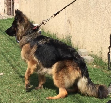 Zee vom Rizwan & Mani Kennel