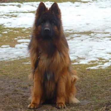 DOLAR U ciborowskich