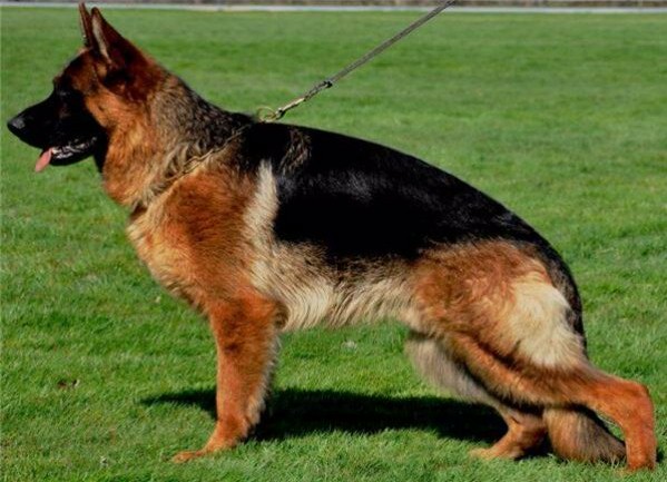 Verdi zum Kolbenguss