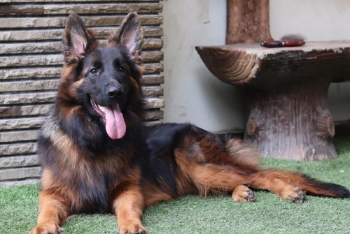 Bella vom Urban Wolf