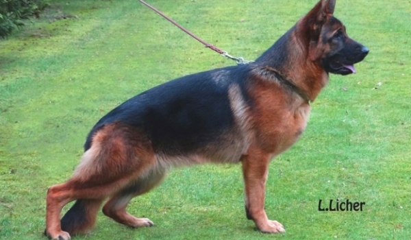 Falkoen's Nala