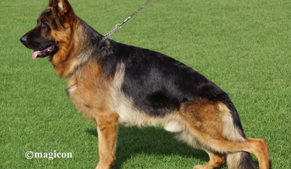 Wallaby vom Kapellenberg