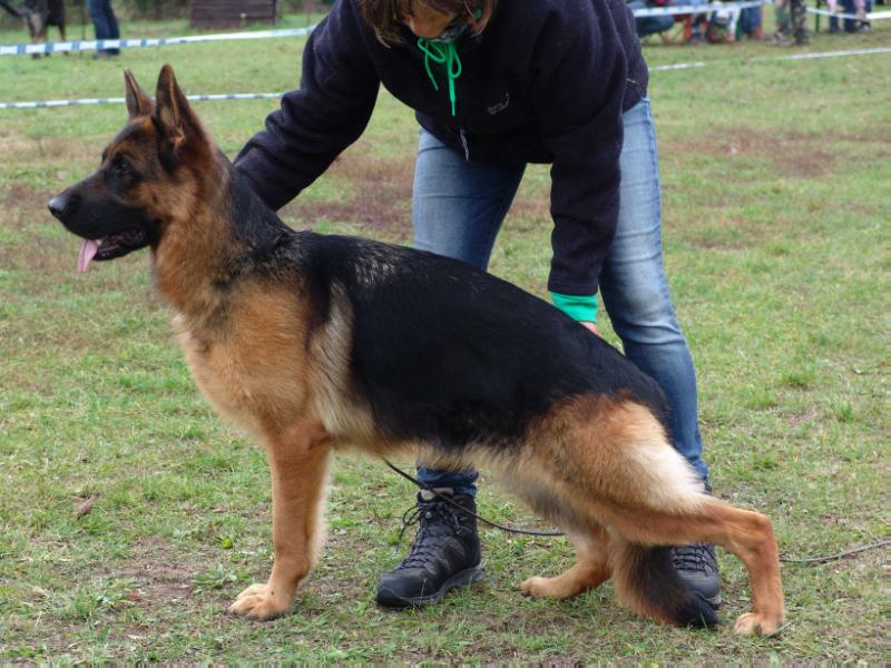 Quickstep vom Frankengold