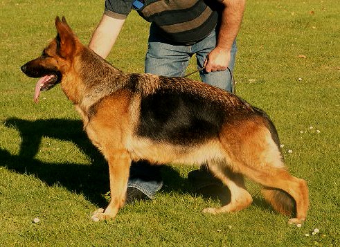 Pivie vom Farbenspiel