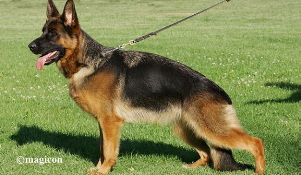 Juri vom Schollweiher