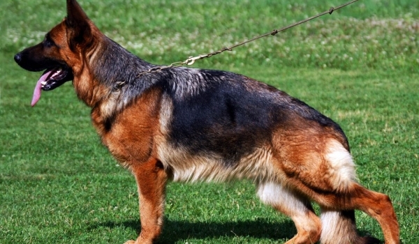 Jane vom Grafenbrunn