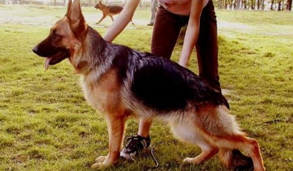 Lira vom Zellwaldrand