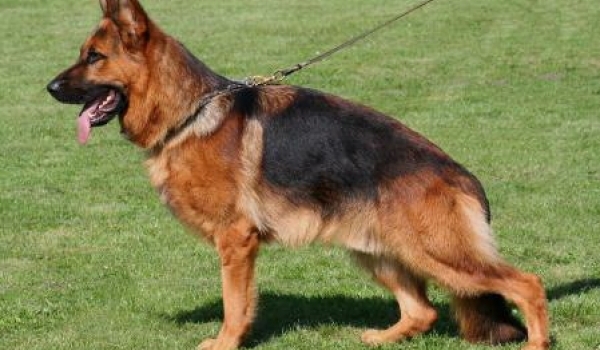 Kwantum vom Klostermoor