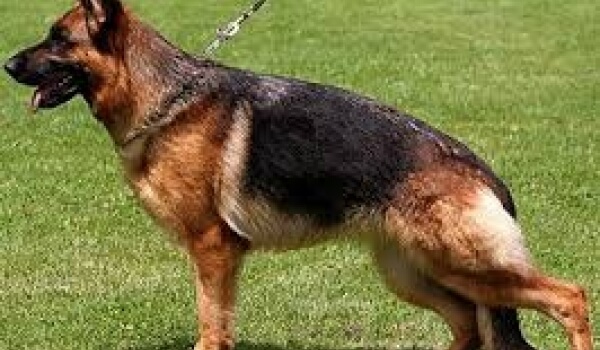 Oxana vom Schindbachtal