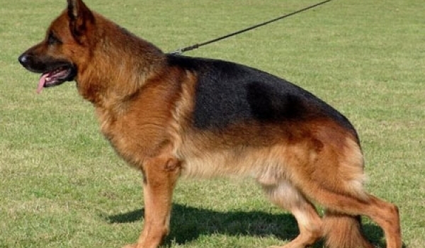 Balko vom Gleisenauer Schloß