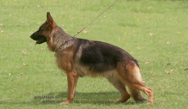 Tess vom Ravizwinger