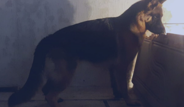 Vickson vom Game Time