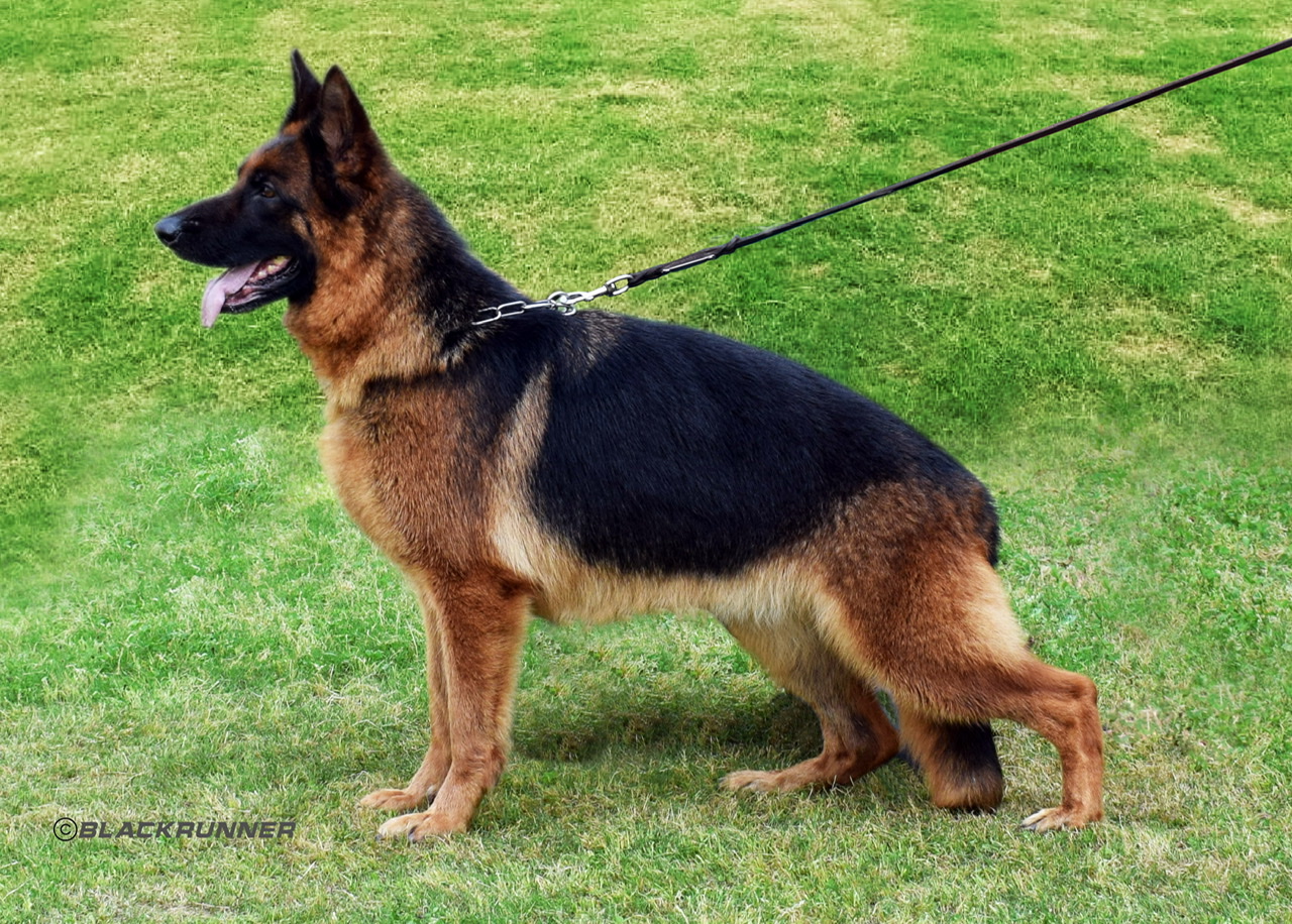 Beauty di Casa Blackrunner