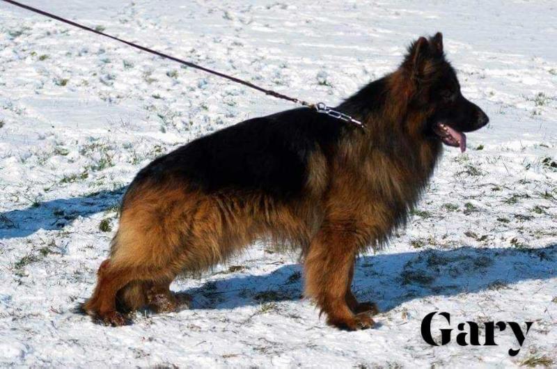 Gary I Banacha z Hipolitowa