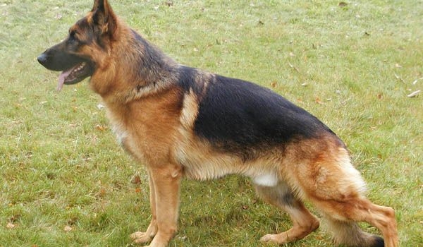 Pascha vom Zellwaldrand