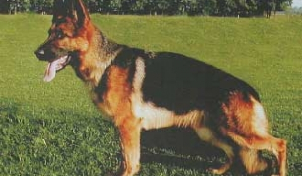 Wespe vom Streithahn