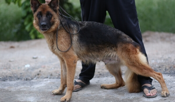 Blacky vom Gujranwala King