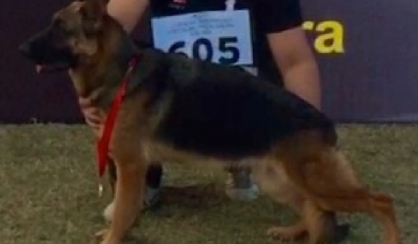 SG Fanta vom Sadanwali