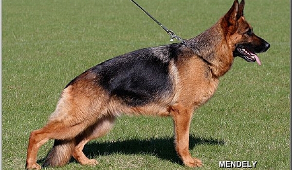 Baffie von der Falkenau