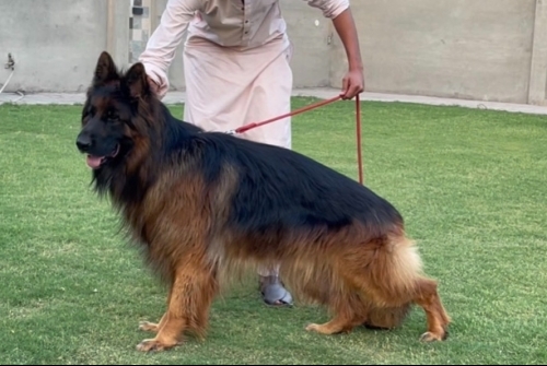 Enoch vom Urban Wolf