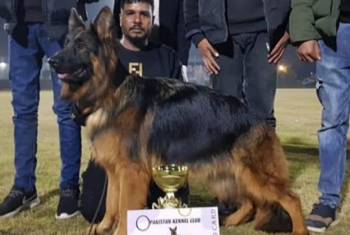 Diana vom Urban Wolf