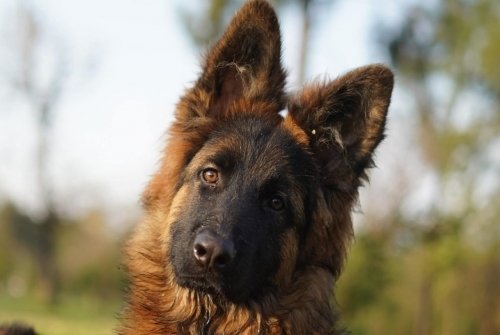 Alvs vom Black Gold Shepherd