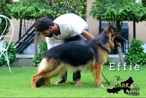 Effie vom Dark Wolf