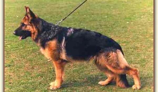 Zina vom Baronenwald