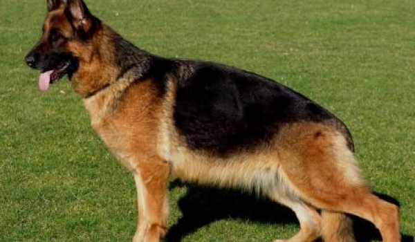 Qenni vom Osterberger-Land