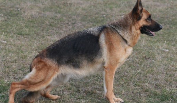 Gina vom Funken Spiel