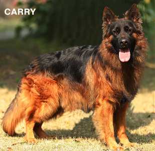 Cary vom Markhoor Kennel