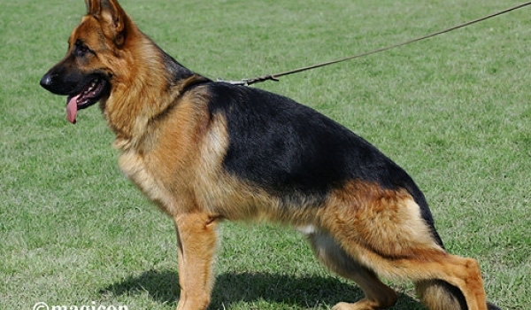 Xarto vom Funken Spiel