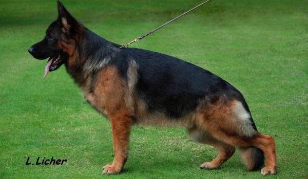 Aslan vom Turkenkopf