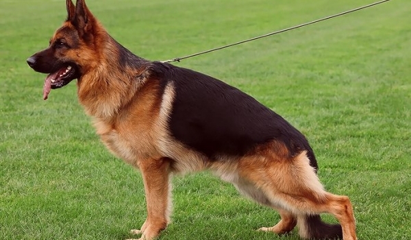 Ypsilon vom Lärchenhain