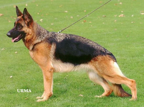 Fanny vom Frankengold