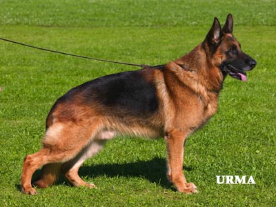 Warro vom Larchenhain