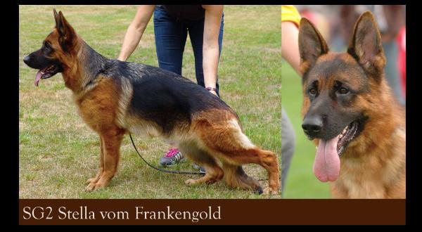 Stella vom Frankengold