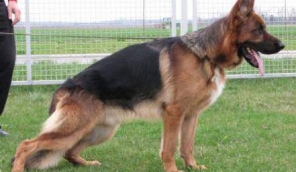 Amigo von Panoniansee