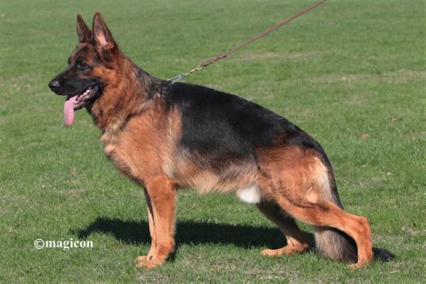 Ingo von Panoniansee