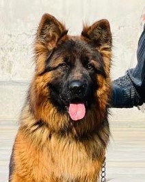 Arnold vom Dream Dogs