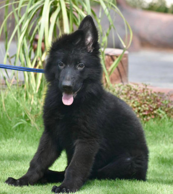 Betsy Vom JJ Kennel